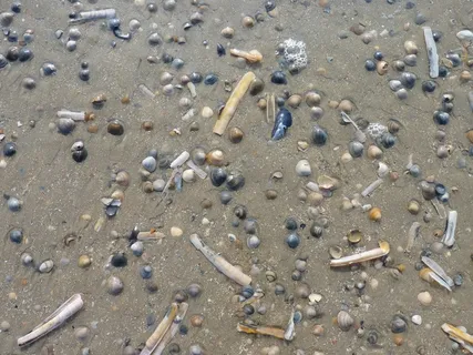 贻贝，海滩，水，海，贻贝贝壳，性质