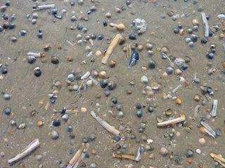 贻贝，海滩，水，海，贻贝贝壳，性质