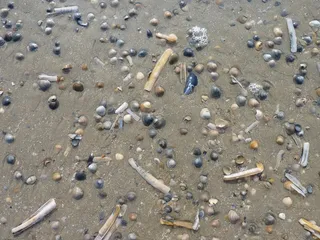 贻贝，海滩，水，海，贻贝贝壳，性质