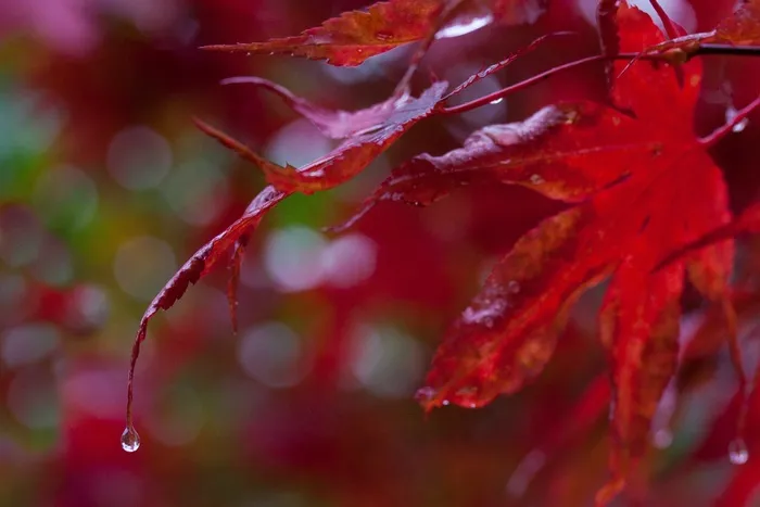 雨，叶子，多彩，颜色，红色，日本枫树