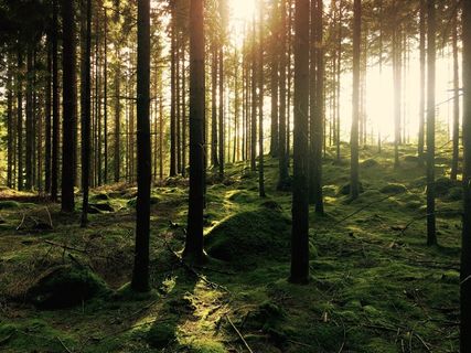 森林，树木，阳光，树林，环境，自然