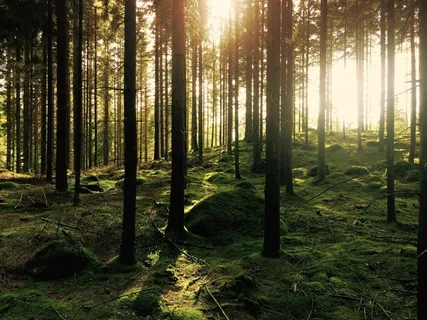 森林,树木,阳光,树林,环境,自然 森林,树木,阳光,树林,环境,自然