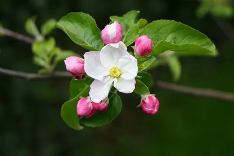 Apfelblüte,树,盛开,花园,性质,春天,关闭 Apfelblüte,树,盛开,花园,性质,春天,关闭