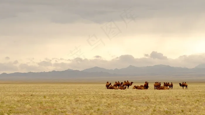 蒙古，戈壁，骆驼，照明，草原