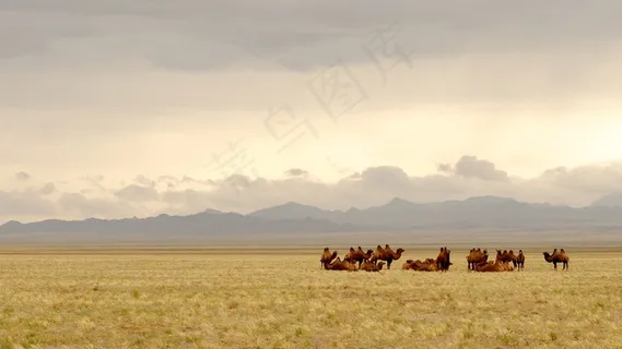 蒙古，戈壁，骆驼，照明，草原
