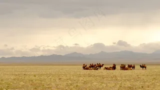 蒙古，戈壁，骆驼，照明，草原