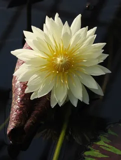 睡莲，盛开，叶子，池塘，水生，黄色，花