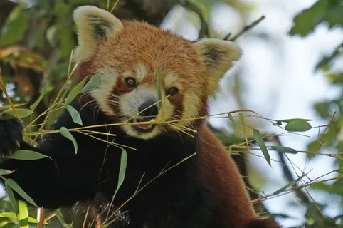 熊猫,登山者,Purry,可爱 熊猫,登山者,Purry,可爱