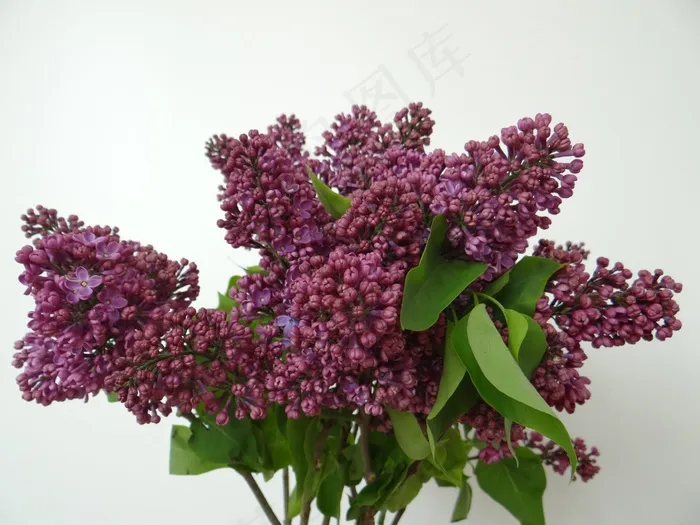 丁香，橄榄作物，丁香寻常型，开花分支