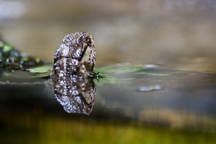 壁虎，动物，水，池塘，关闭，动物肖像