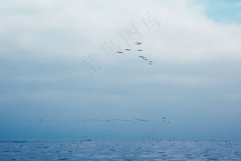海洋，天空和鸟类