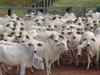 牛群，母狗，内洛尔，许多母牛，牛