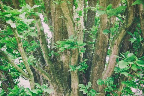 生态林,雪树银花,松林,古榕,山峦,年轻的橡树叶