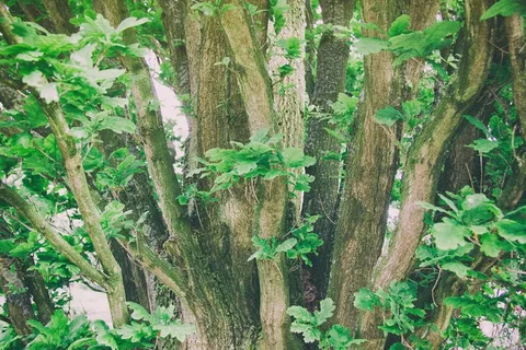 生态林,雪树银花,松林,古榕,山峦,年轻的橡树叶