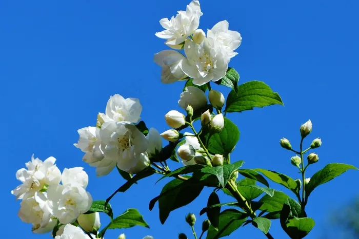 花，白，茉莉花，春天，开花，性质