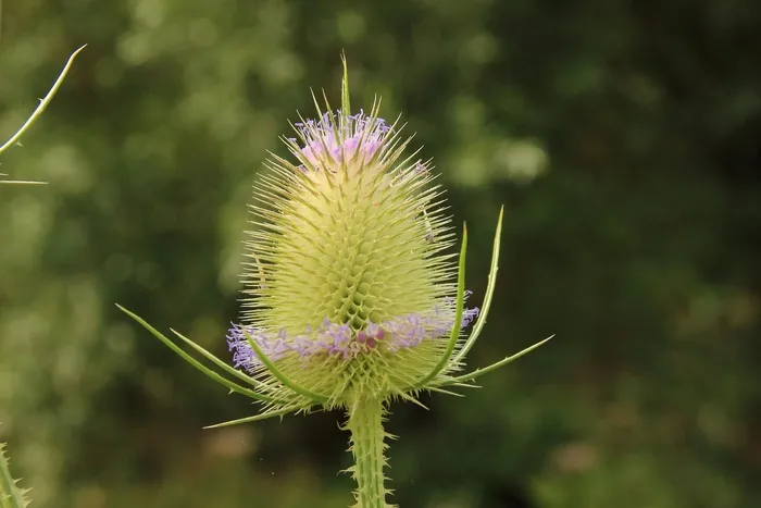 蓟，带动，开花，性质，荆棘，刺