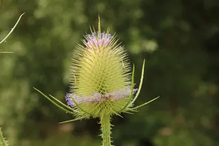 蓟，带动，开花，性质，荆棘，刺