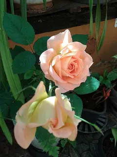 花瓶，自然，花，玫瑰，玫瑰，潘的，花园