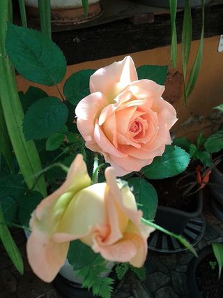 花瓶，自然，花，玫瑰，玫瑰，潘的，花园