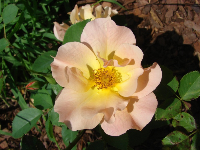 玫瑰，野，罗莎，性质，花卉，植物，粉红色，夏天