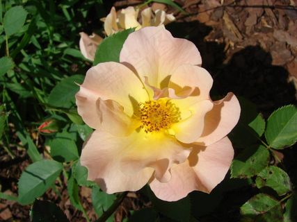 玫瑰，野，罗莎，性质，花卉，植物，粉红色，夏天