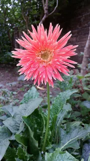 非洲菊，花，园艺，非洲菊