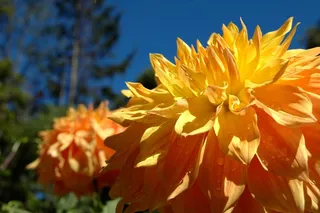 大花，黄色，金色，橙色，春天，花香