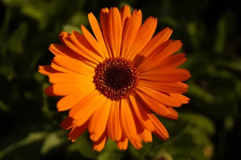 万寿菊,花,橙色,黄色,花瓣,药草,花园 万寿菊,花,橙色,黄色,花瓣,药草,花园