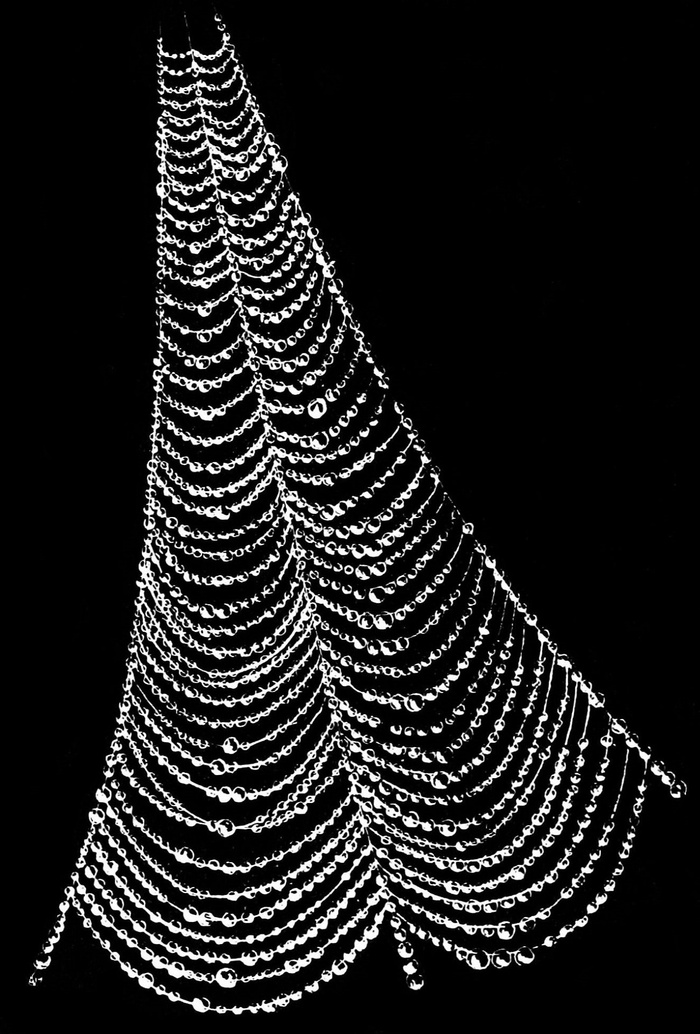 蜘蛛网，露滴，水滴，水，性质，模式