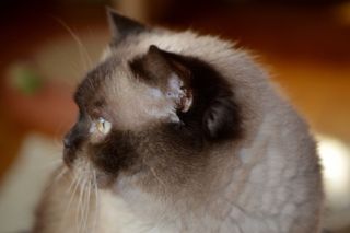 猫，Mieze，英国短毛猫，亲爱的，蓝眼睛