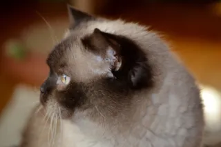 猫，Mieze，英国短毛猫，亲爱的，蓝眼睛