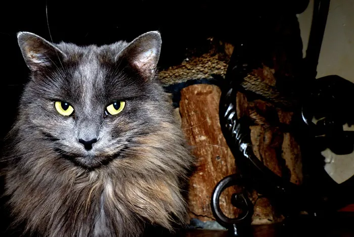 动物，猫的，猫，宠物，毛皮，晶须