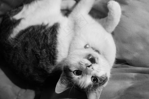 猫，家养，短毛猫，宠物，动物，可爱，猫的