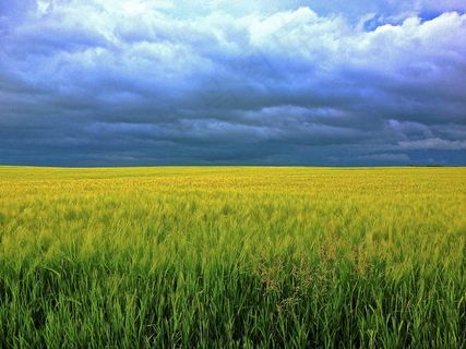 大麦，草，云，场，阳光，粮食，天空
