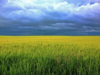 大麦，草，云，场，阳光，粮食，天空