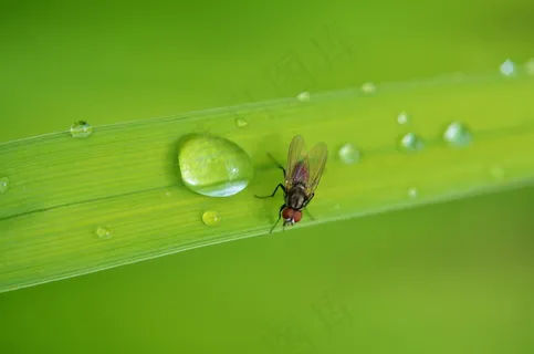 昆虫，动物，Bug，飞，野生动物，夏天，宏，机翼
