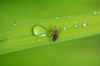 昆虫，动物，Bug，飞，野生动物，夏天，宏，机翼