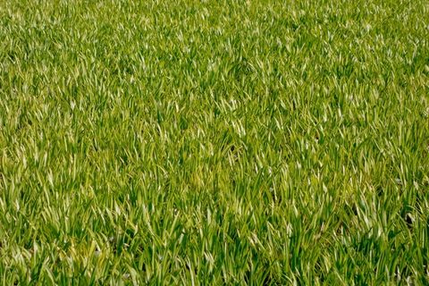 草地，草，运动场，详细信息，绿色，草