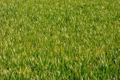 草地，草，运动场，详细信息，绿色，草