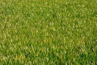 草地，草，运动场，详细信息，绿色，草