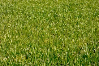 草地，草，运动场，详细信息，绿色，草