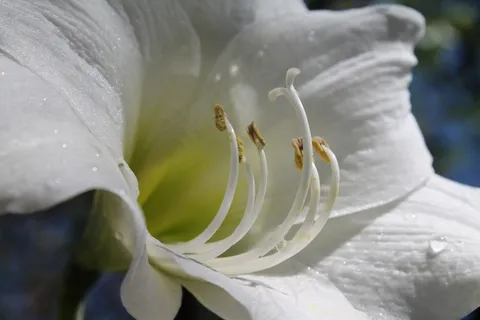 白色孤挺花,开花灯泡,孤挺花颠茄 白色孤挺花,开花灯泡,孤挺花颠茄