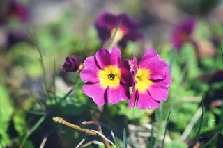 樱草花，Kissenprimel，花，植物，鲜花，粉红色
