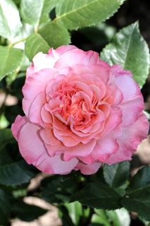 玫瑰，花，开花，性质，植物，粉红色