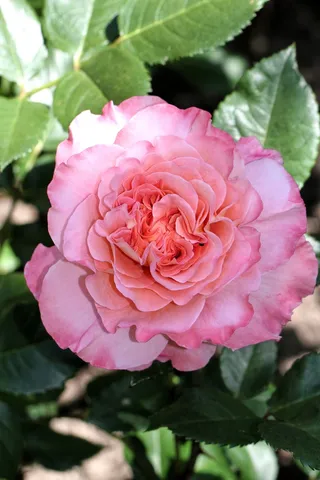 玫瑰，花，开花，性质，植物，粉红色