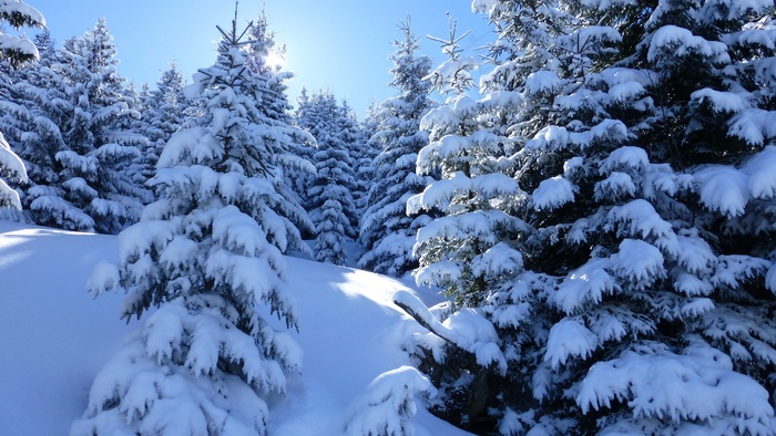 阿尔高，指向高山，冬天，雪，树木