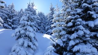 阿尔高，指向高山，冬天，雪，树木