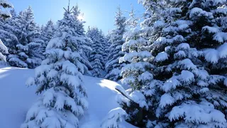 阿尔高，指向高山，冬天，雪，树木