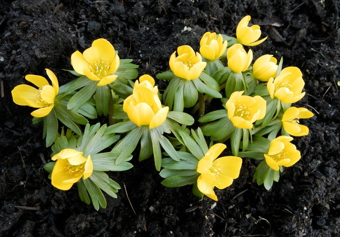 冬季Linge，Eranthis Hyemalis，花，性质，黄色