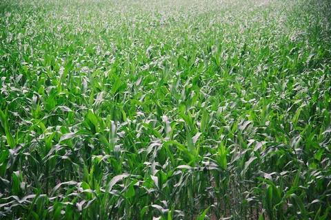 草地,稻田,花卉,荷花,黑麦草,青玉米田